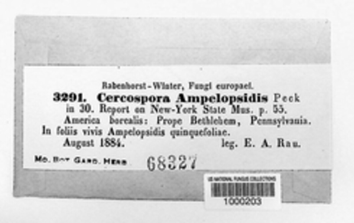Ragnhildiana ampelopsidis image